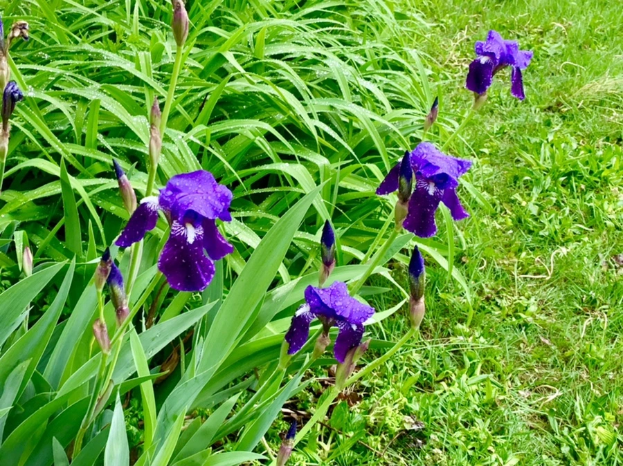 IMG_5352.jpg?type=w966