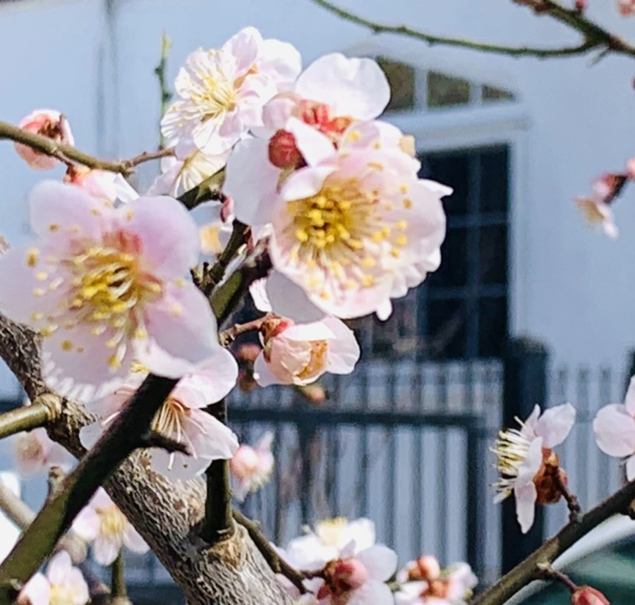 IMG_1009.jpg?type=w966