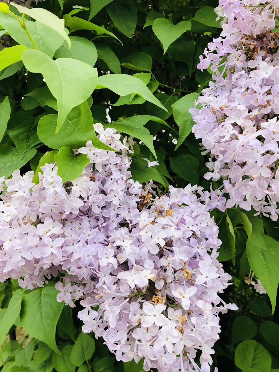 IMG_4073.jpg?type=w966