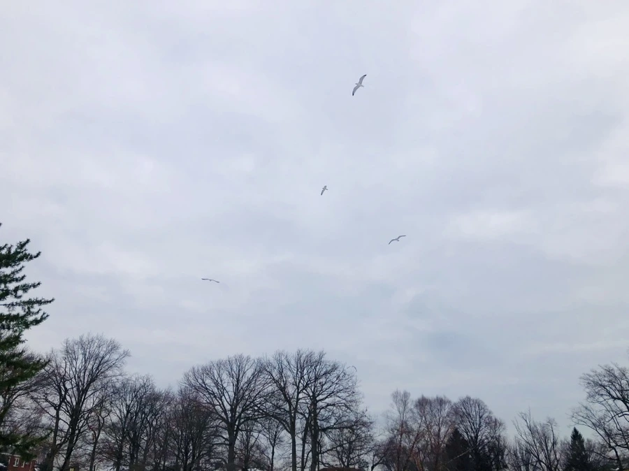 IMG_7570.jpg?type=w966