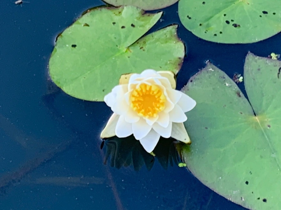 IMG_4298.jpg?type=w966