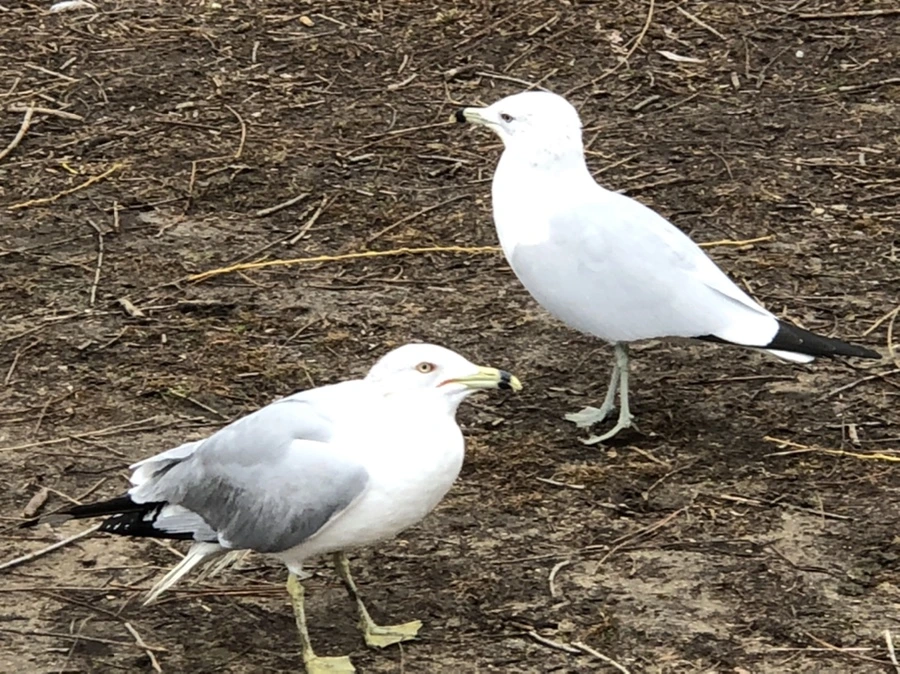 IMG_6120.jpg?type=w966