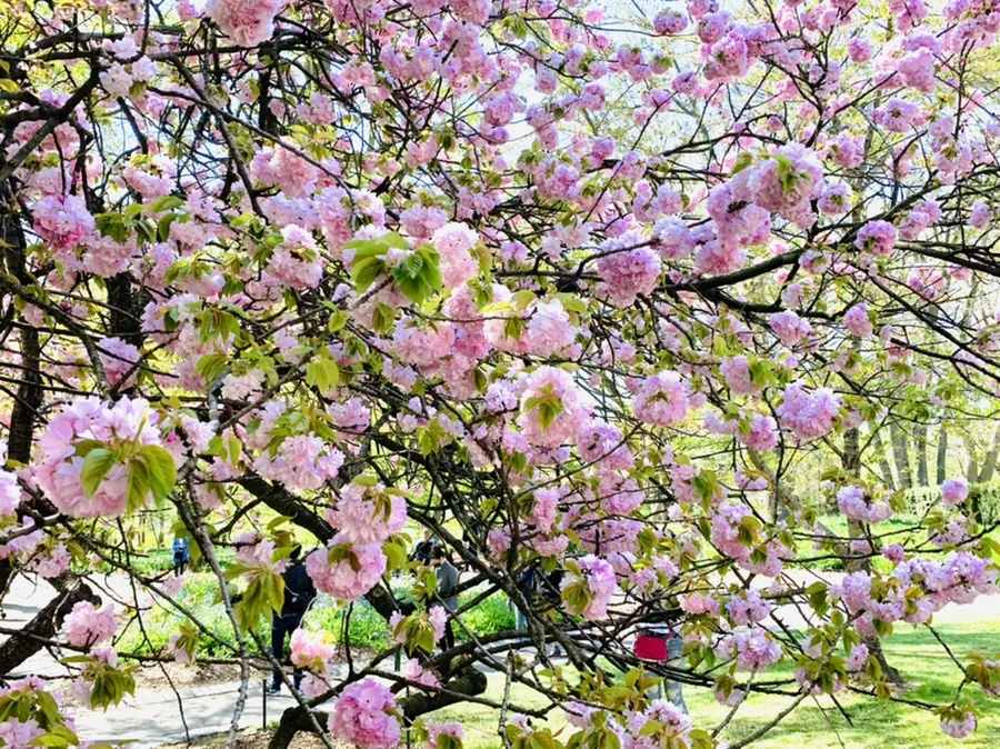 IMG_4609.jpg?type=w966