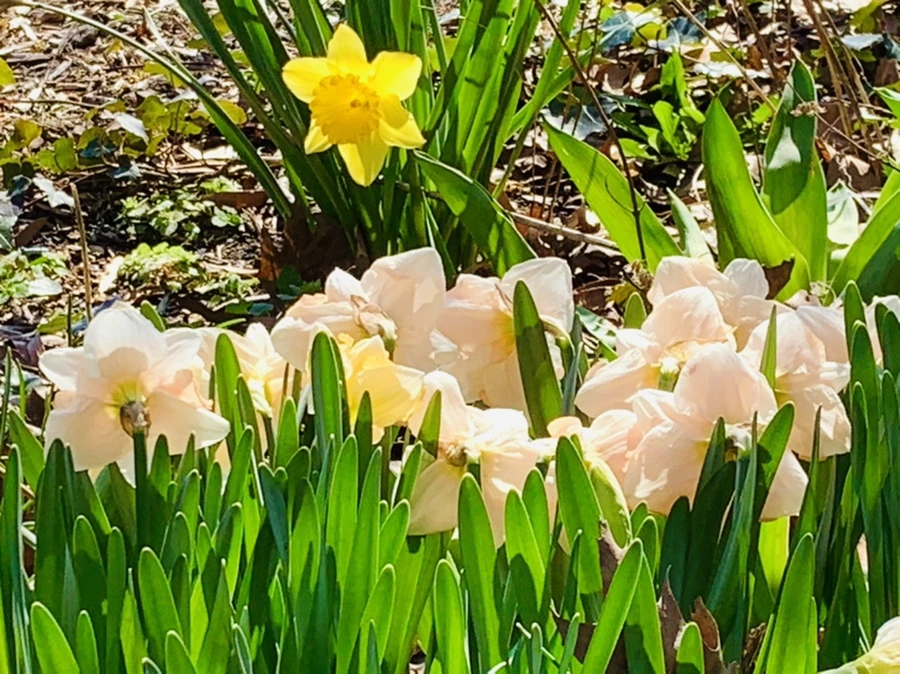 IMG_5805.jpg?type=w966