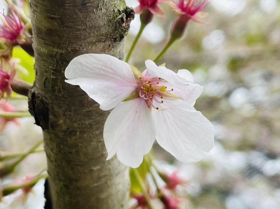 IMG_1295.jpg?type=w966