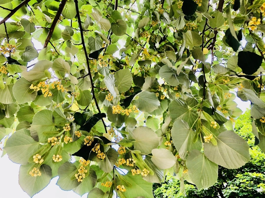 IMG_0566.jpg?type=w966