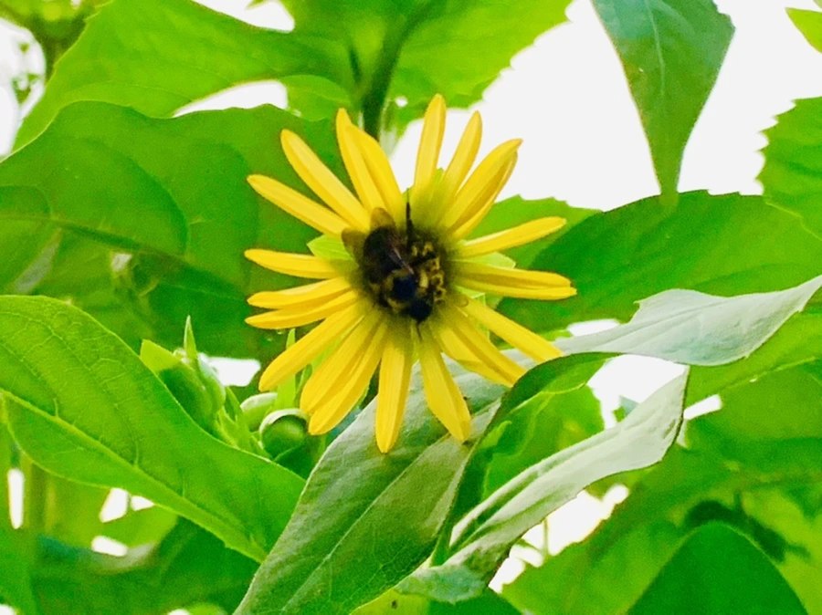 IMG_5596.jpg?type=w966