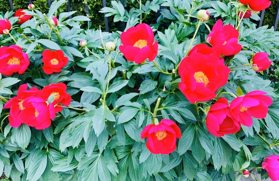 IMG_7913.jpg?type=w966