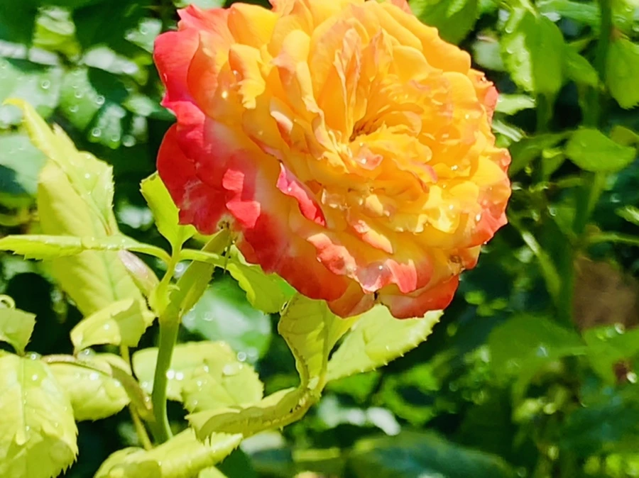 IMG_8468.jpg?type=w966