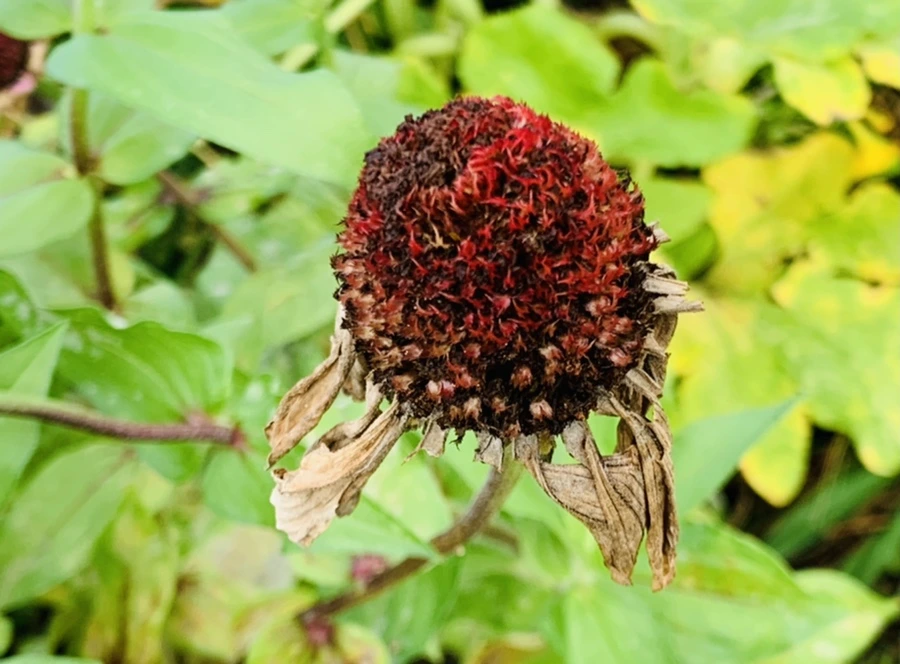 IMG_7007.jpg?type=w966