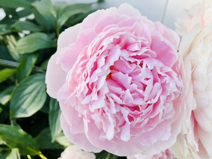 IMG_8771.jpg?type=w966