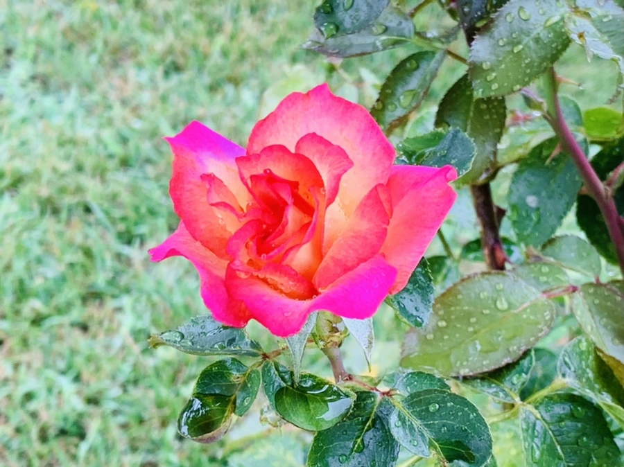 IMG_0260.jpg?type=w966