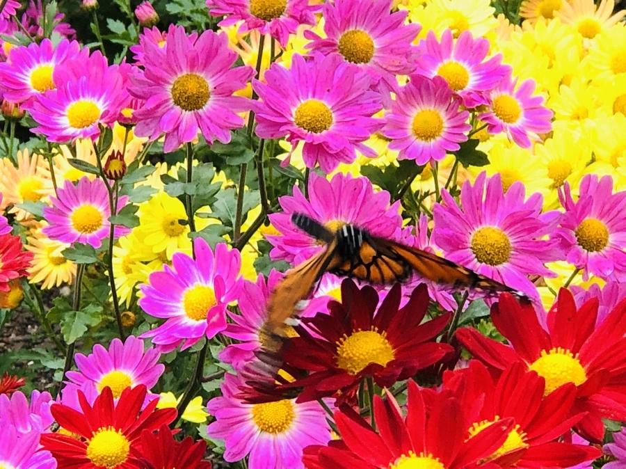 IMG_2474.jpg?type=w966