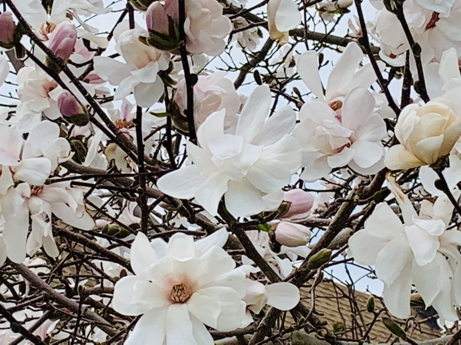 IMG_5933.jpg?type=w966