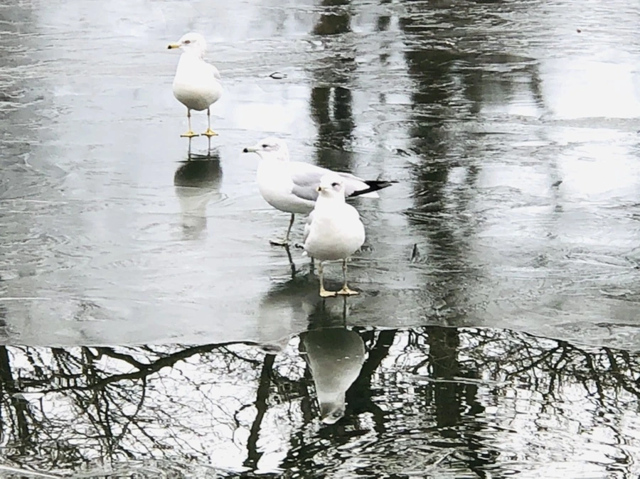 IMG_8952.jpg?type=w966