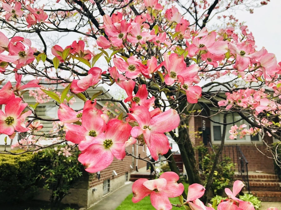 IMG_3931.jpg?type=w966