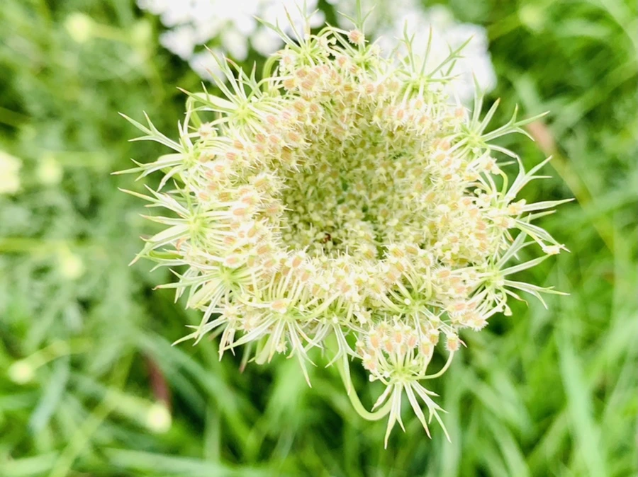 IMG_3775.jpg?type=w966