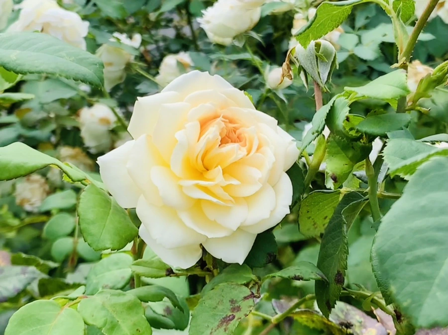 IMG_4987.jpg?type=w966