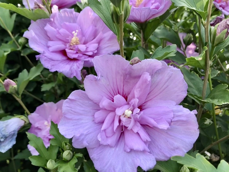 IMG_1581.jpg?type=w966