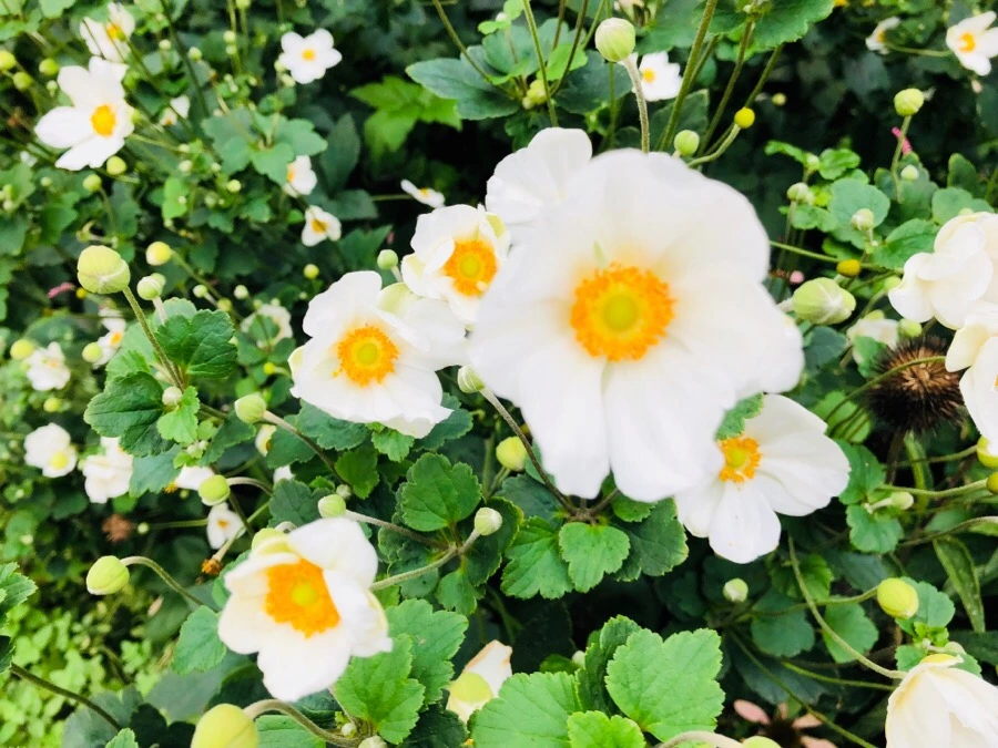 IMG_6040.jpg?type=w966