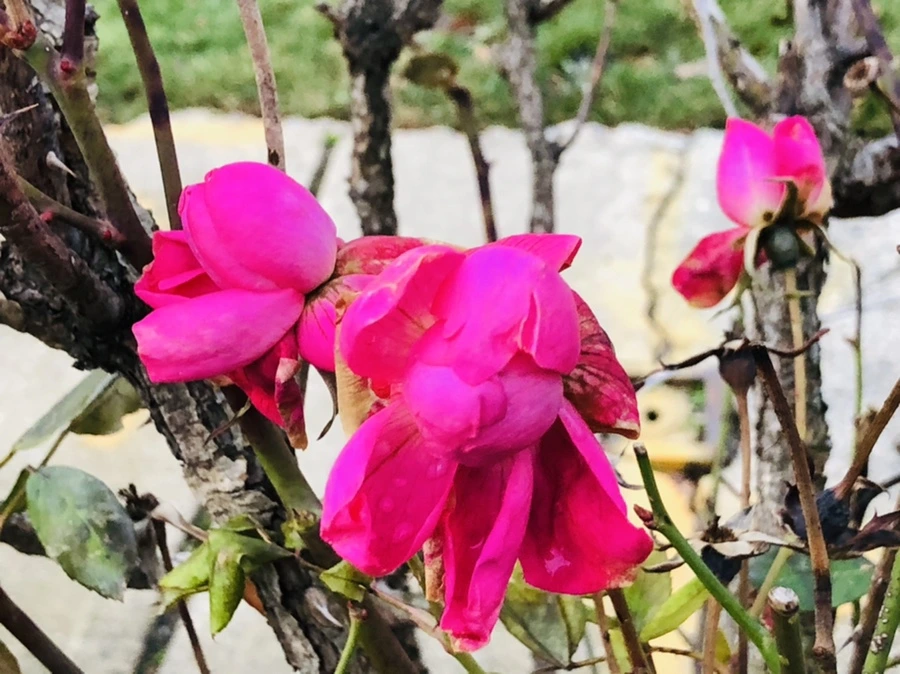 IMG_8192.jpg?type=w966