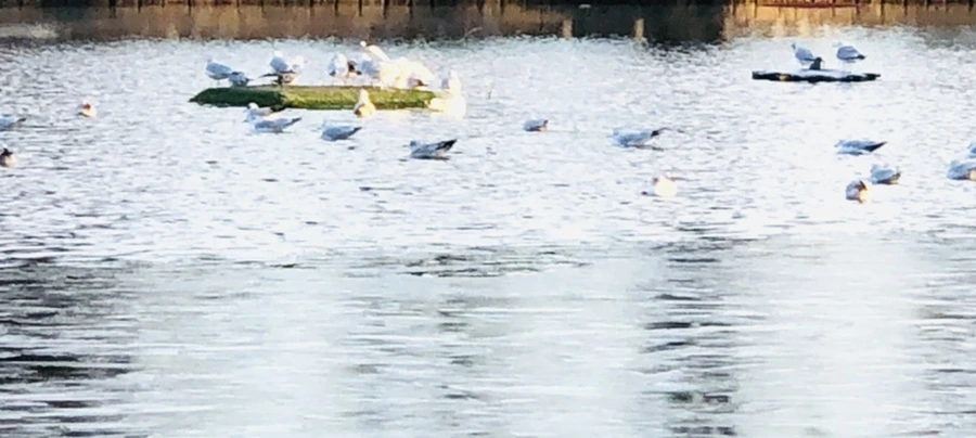 IMG_0824.jpg?type=w966