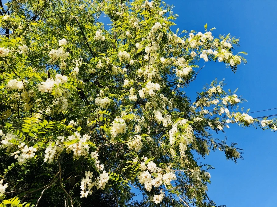 IMG_7354.jpg?type=w966