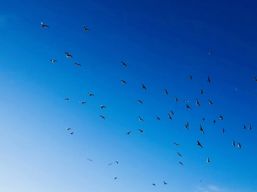 IMG_0899.jpg?type=w966