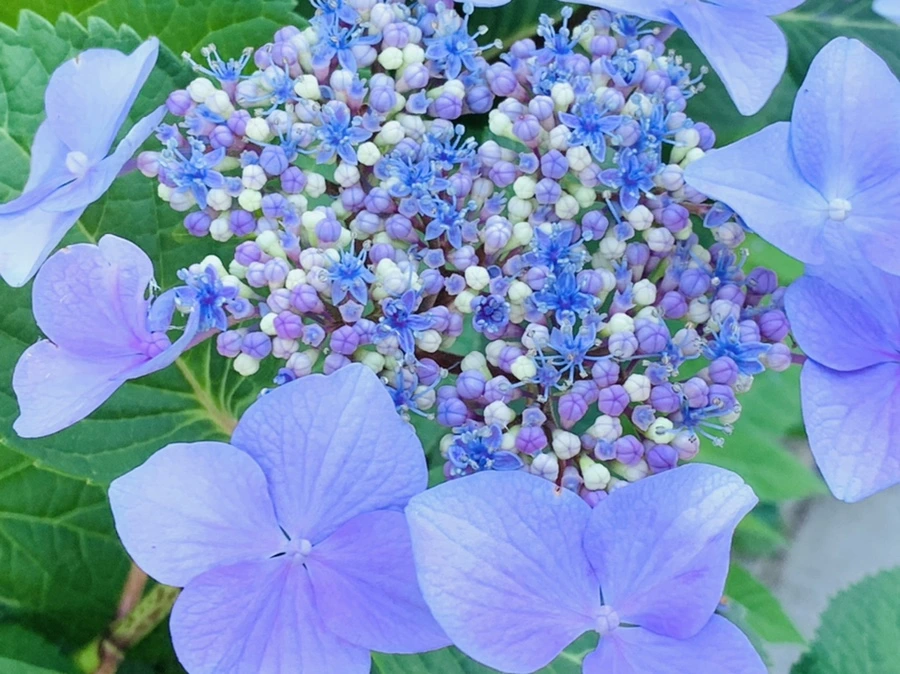 IMG_6298.jpg?type=w966