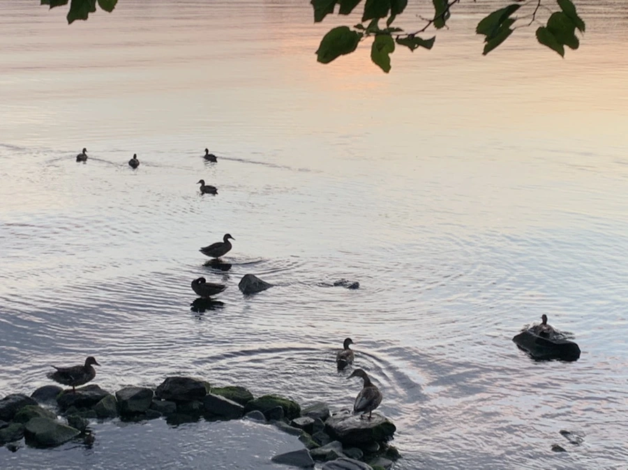 IMG_1194.jpg?type=w966