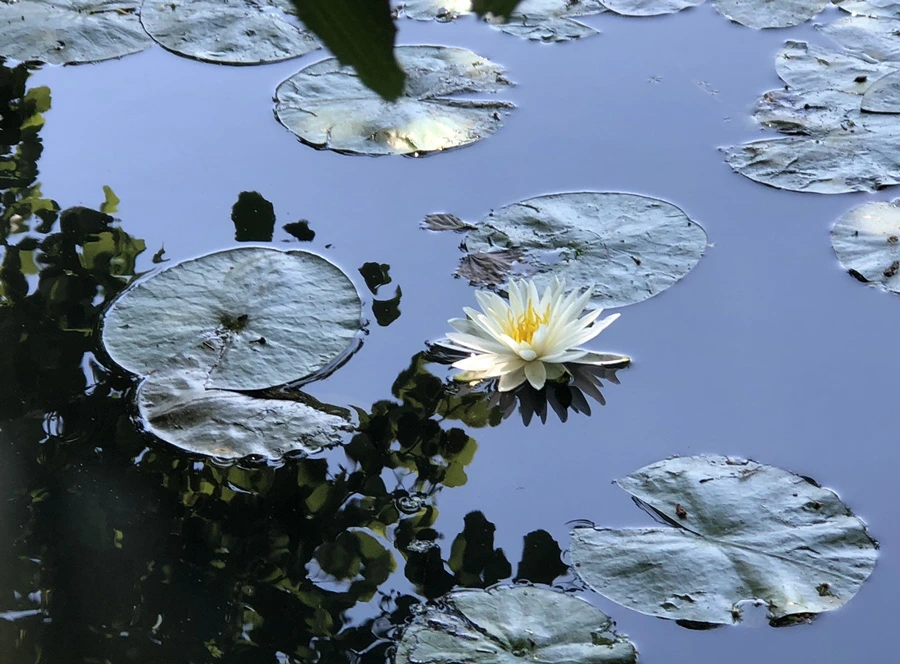 IMG_9743.jpg?type=w966