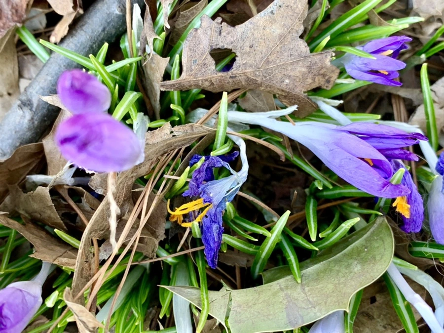 IMG_1452.jpg?type=w966