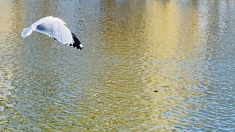 IMG_0051.jpg?type=w966