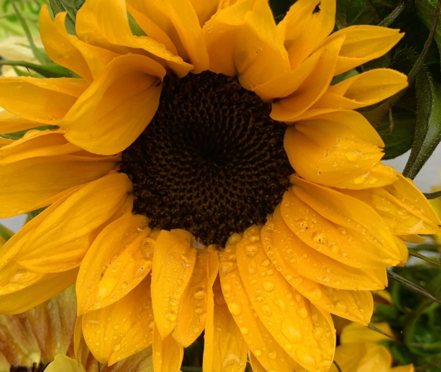 IMG_0262.jpg?type=w966