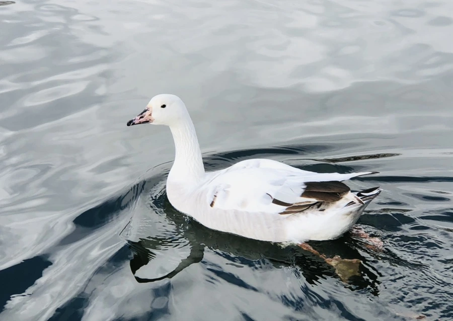 IMG_3530.jpg?type=w966