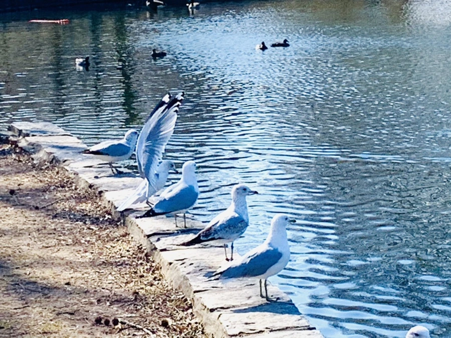 IMG_9368.jpg?type=w966