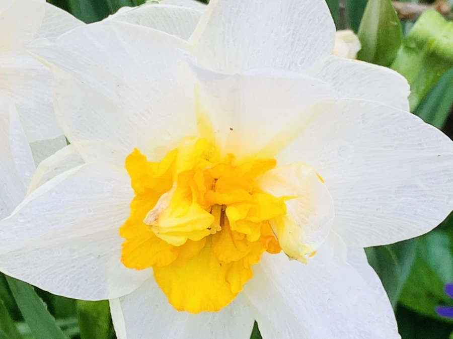 IMG_4060.jpg?type=w966