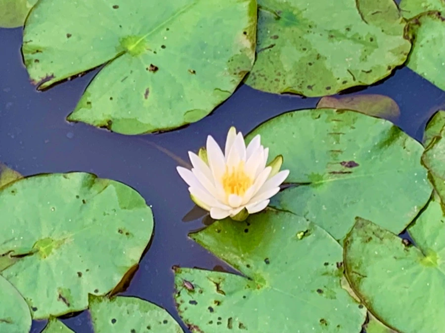 IMG_8265.jpg?type=w966