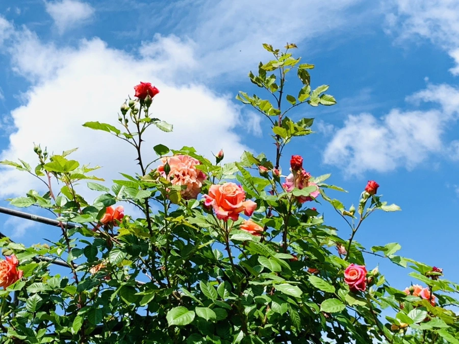 IMG_5844.jpg?type=w966