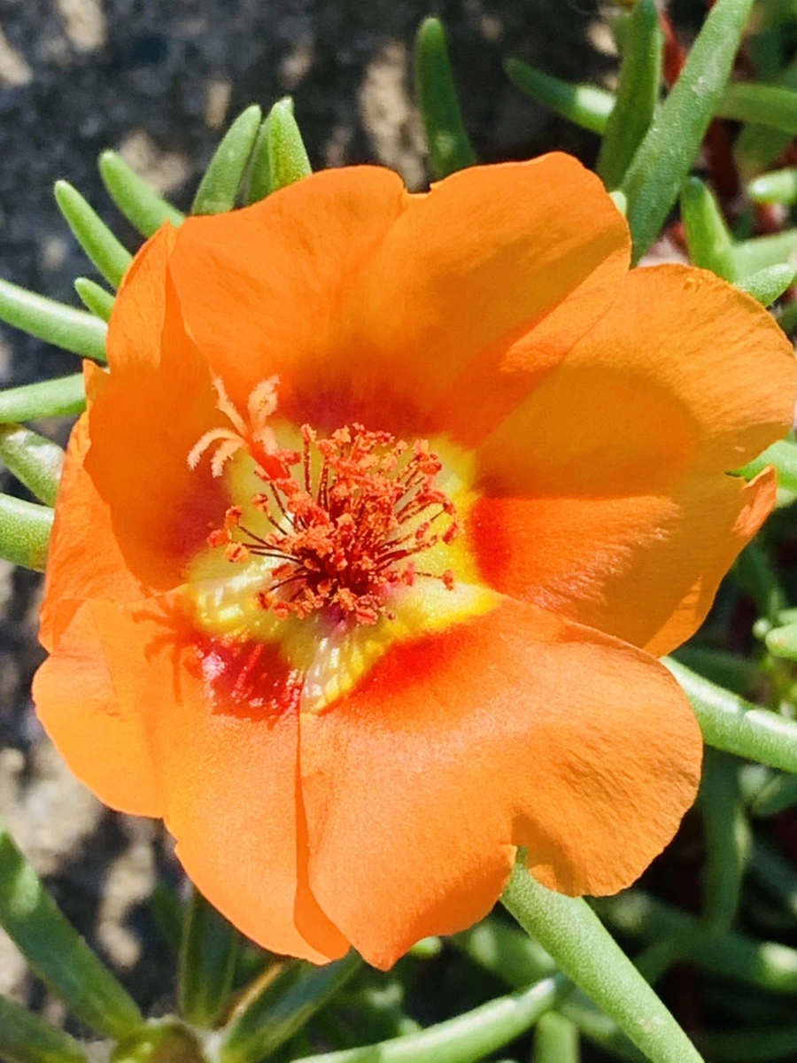 IMG_8382.jpg?type=w966