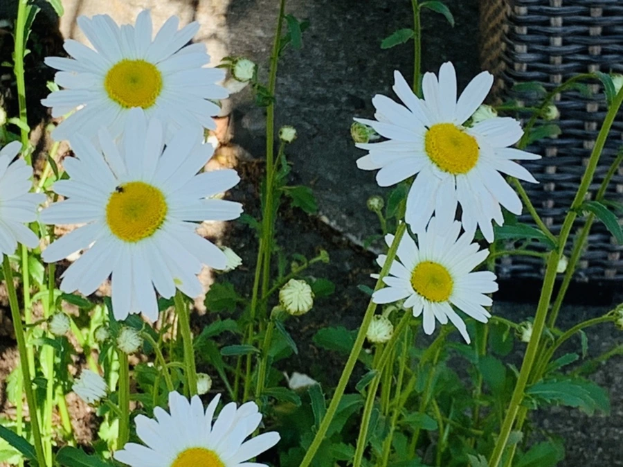 IMG_3560.jpg?type=w966