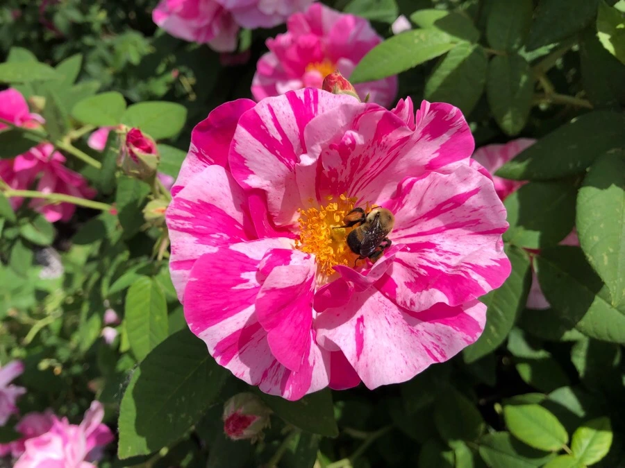 IMG_7153.jpg?type=w966