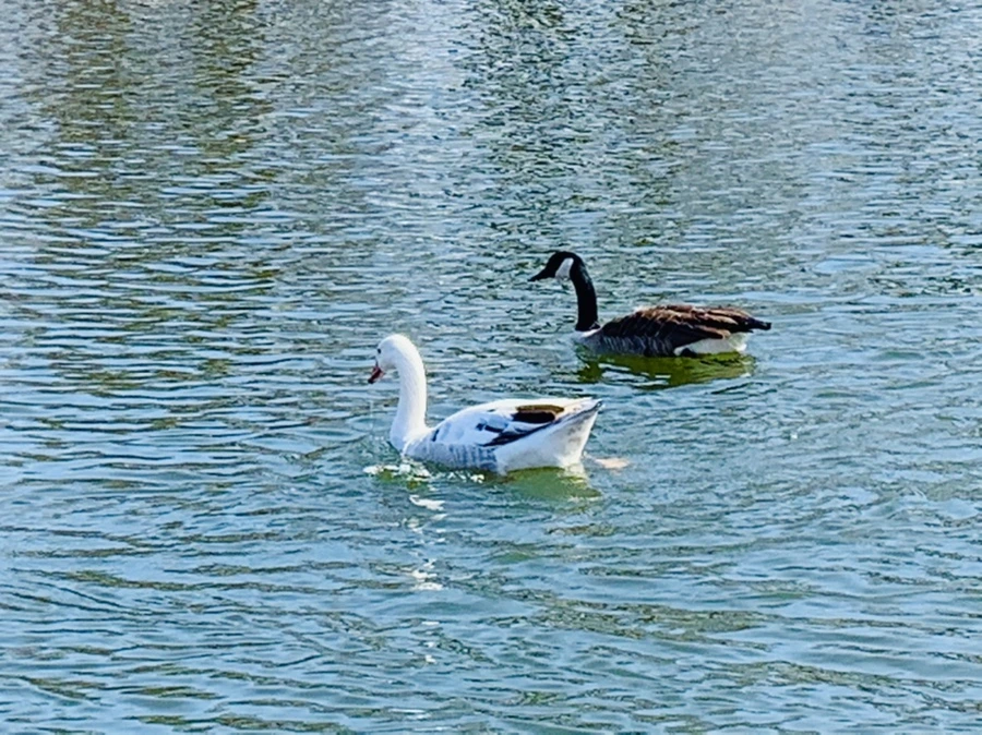 IMG_0079.jpg?type=w966