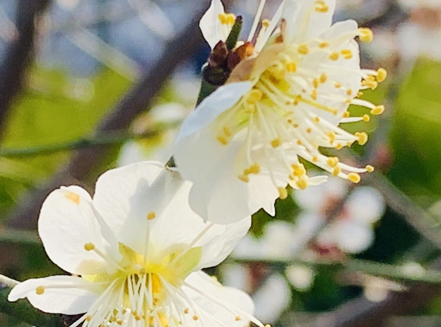 IMG_0240.jpg?type=w966