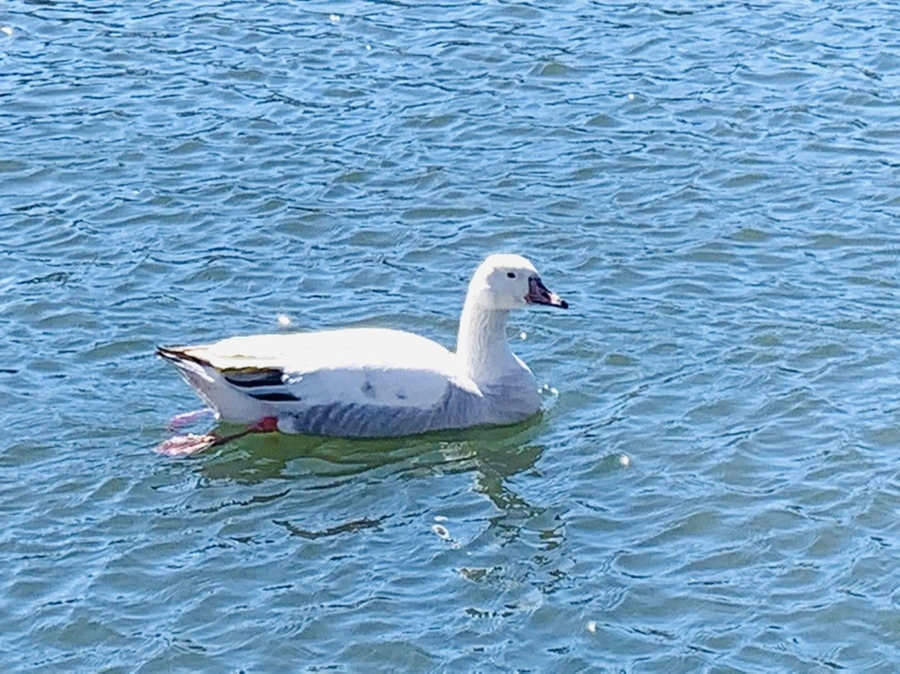 IMG_7605.jpg?type=w966