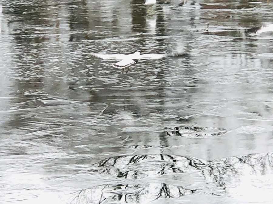 IMG_9008.jpg?type=w966