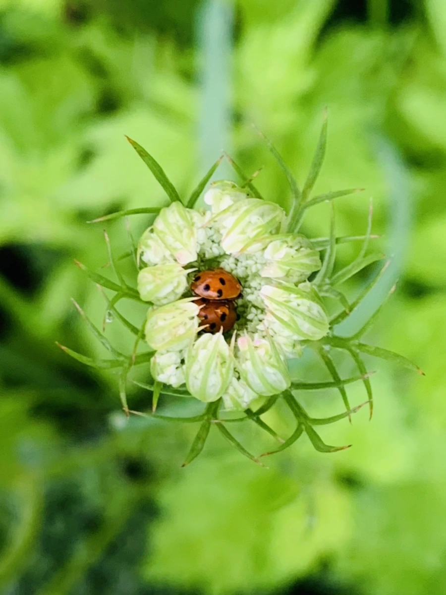 IMG_7734.jpg?type=w966