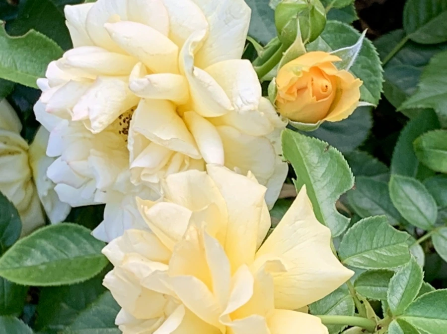 IMG_2937.jpg?type=w966