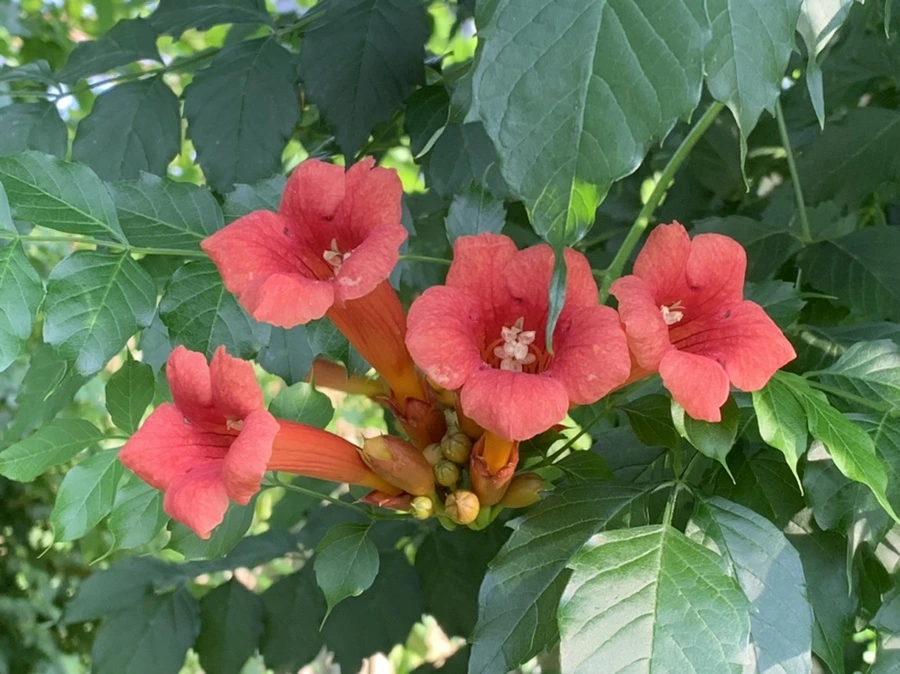 IMG_5850.jpg?type=w966