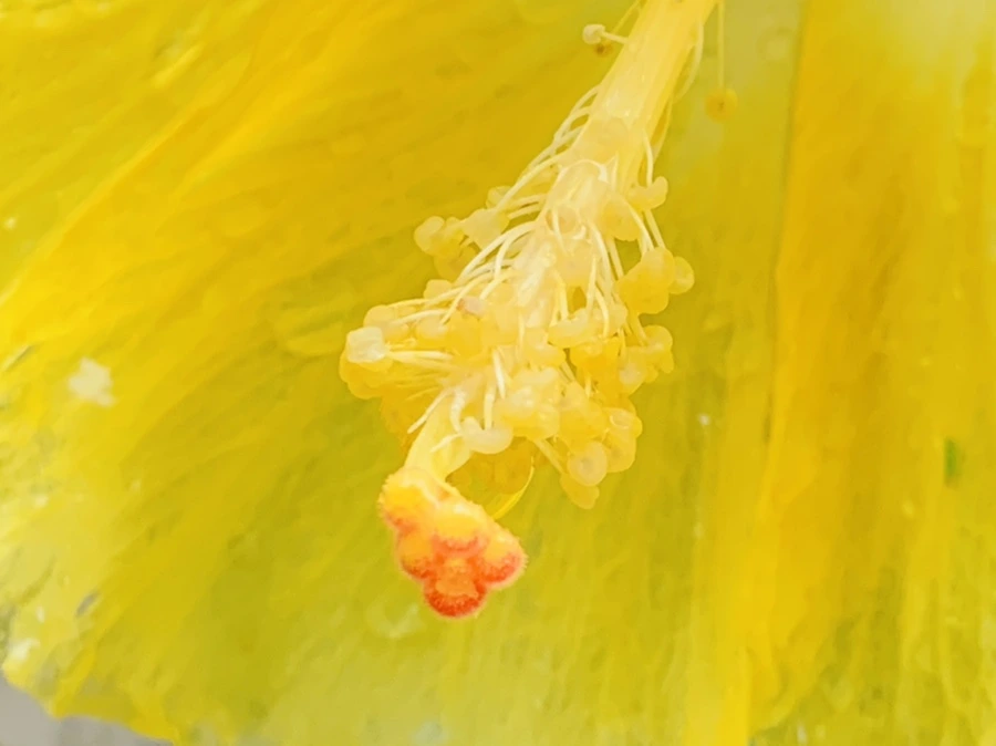 IMG_0235.jpg?type=w966